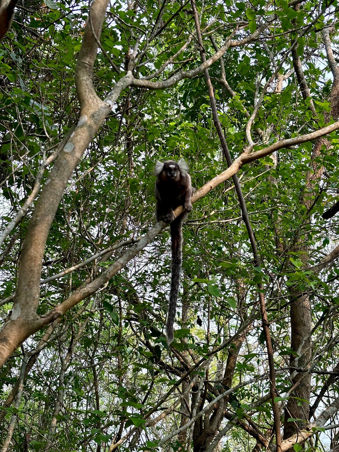 Pedra do Telégrafo — foto 10 | Tour en Río de Janeiro en español